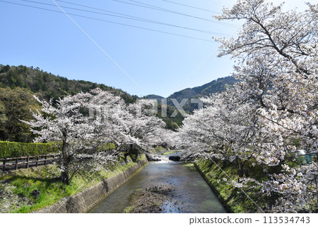 七谷川「和平之路」櫻花 七谷川「和平之路」櫻花 113534743