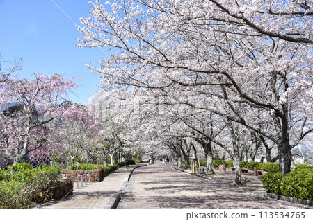 Shichitanigawa "Path of Peace" Cherry Blossoms 113534765