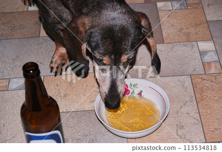 An adult dachshund quenches his thirst.Male dachshund. Drinks from a bowl. 113534818
