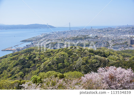 須磨浦三條遊樂園的櫻花 113534839