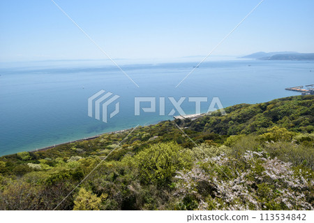 須磨浦三條遊樂園的櫻花 須磨浦三條遊樂園的櫻花 113534842