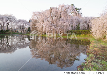 信州松本的寺廟神社安陽寺的櫻花以樹齡近 500 歲的垂枝櫻花而聞名。 113534921