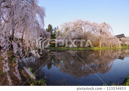 Shinshu Matsumoto Temple and Shrine An'yoji Temple's Cherry Blossoms - Famous for its nearly 500-year-old weeping cherry tree 113534953
