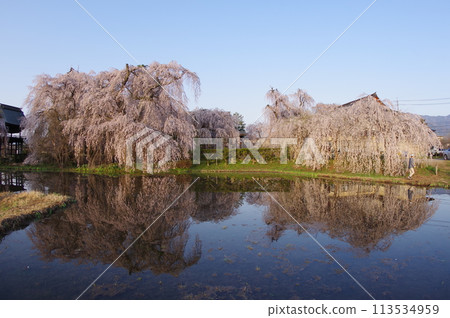 Shinshu Matsumoto Temple and Shrine An'yoji Temple's Cherry Blossoms - Famous for its nearly 500-year-old weeping cherry tree 113534959