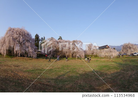 信州松本的寺廟神社安陽寺的櫻花以樹齡近 500 歲的垂枝櫻花而聞名。 信州松本的寺廟神社安陽寺的櫻花以樹齡近 500 歲的垂枝櫻花而聞名。 113534968
