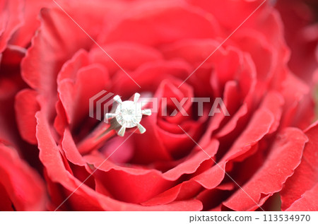 Close-up of a diamond ring in a red rose Close-up of a diamond ring in a red rose 113534970