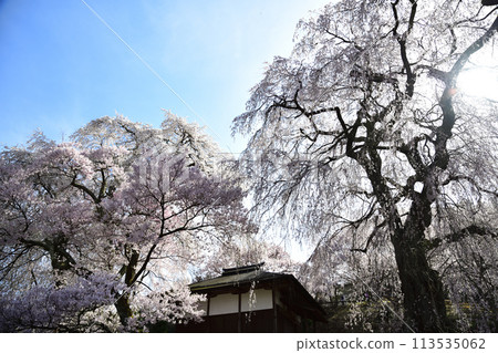 藍天映襯下盛開的櫻花<勝間藥師堂> 藍天映襯下盛開的櫻花<勝間藥師堂> 113535062