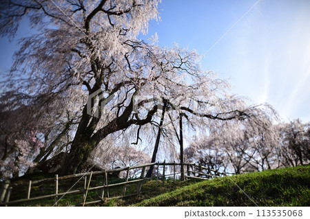 Cherry blossoms in full bloom against the blue sky <Katsuma Yakushido> Cherry blossoms in full bloom against the blue sky <Katsuma Yakushido> 113535068