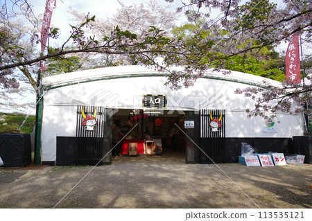 Hikone castle and cherry blossoms 113535121