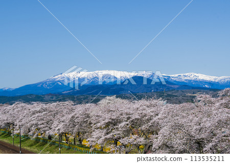The banks of the Shiraishi River, with the snow-capped Zao mountain range in the background, and the Somei-Yoshino cherry trees in full bloom. 113535211