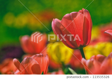 Red tulip Red tulip 113535326