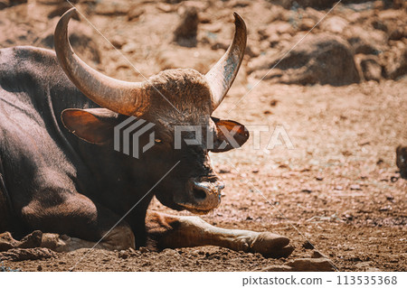 . Gaur Bull, Bos Gaurus Or Indian Bison Resting On Ground. It Is The Largest Species Among The Wild Cattle. In Malaysia, It Is Called Seladang, And Pyaung In Myanmar . Gaur Bull, Bos Gaurus Or Indian Bison Resting On Ground. It Is The Largest Species Among The Wild Cattle. In Malaysia, It Is Called Seladang, And Pyaung In Myanmar 113535368
