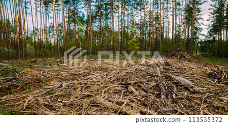 Hardwood, Lumber, Wood Chips From Tree Trunks In Deforestation Area. Pine Forest Landscape In Spring Day. Green Forest Deforestation Area Landscape Hardwood, Lumber, Wood Chips From Tree Trunks In Deforestation Area. Pine Forest Landscape In Spring Day. Green Forest Deforestation Area Landscape 113535372