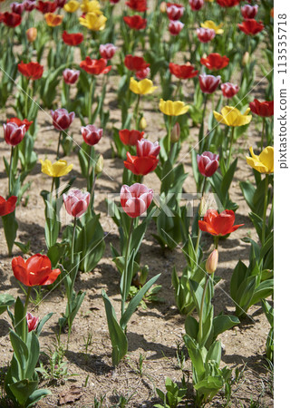 Colorful tulip flowers in a garden, in selective focus 113535718