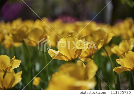 Colorful tulip flowers in a garden, in selective focus Colorful tulip flowers in a garden, in selective focus 113535720