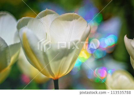 White tulip close-up 113535788