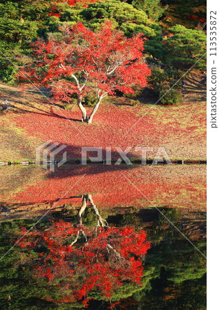 秋葉的反射 113535872