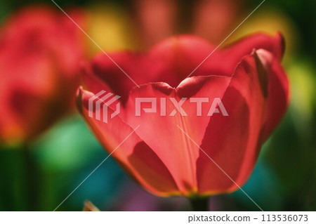 Close-up of red tulips Close-up of red tulips 113536073