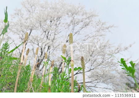 Horsetail growing under cherry blossoms 113536911