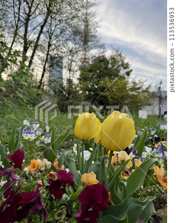 Tulips and pansies blooming in the flower bed 113536953