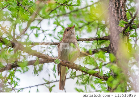 Thrush Nightingale, Luscinia luscinia. A bird sits on a tree branch and sings 113536959