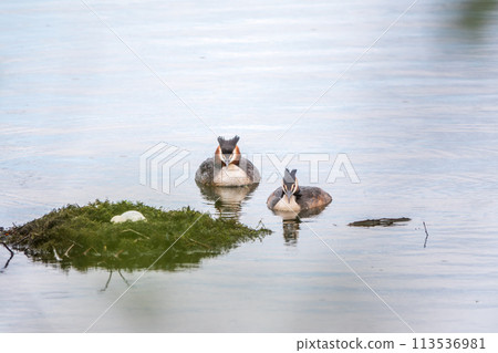 Two waterfowl birds Great Crested Grebes swim in the lake near its nest with eggs, nesting time on the green lake 113536981