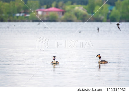 Two Great Crested Grebes swim in the lake 113536982