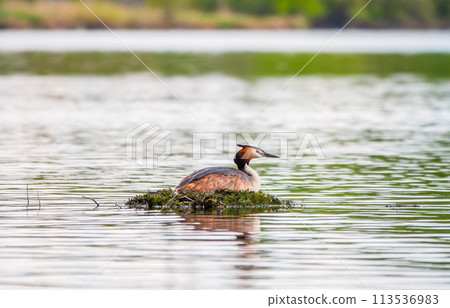 Great Crested Grebe, Podiceps cristatus, water bird sitting on the nest, nesting time on the green lake 113536983