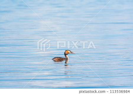 The waterfowl bird Great Crested Grebe swimming in the calm lake The waterfowl bird Great Crested Grebe swimming in the calm lake 113536984