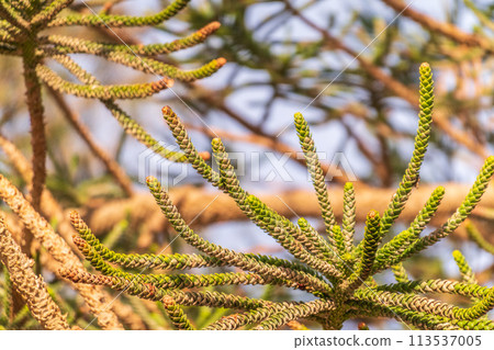 Needles of evergreen tree Araucaria araucana,commonly called the Monkey Puzzle Tree, Monkey Tail Tree or Chilean Pine 113537005