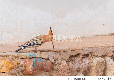 Eurasian hoopoe or Common hoopoe (Upupa epops) bird close-up on the ground Eurasian hoopoe or Common hoopoe (Upupa epops) bird close-up on the ground 113537016
