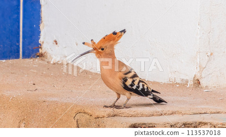 Eurasian hoopoe or Common hoopoe (Upupa epops) bird close-up on the ground 113537018