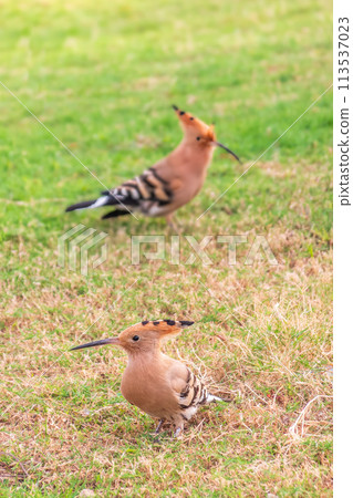 Pair of Eurasian hoopoes or common hoopoes (Upupa epops) birds close up on natural green grass background Pair of Eurasian hoopoes or common hoopoes (Upupa epops) birds close up on natural green grass background 113537023