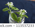 罐子裡的草本花 113537233