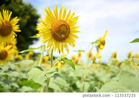 開花往太陽的向日葵 開花往太陽的向日葵 113537235