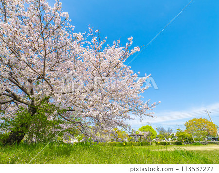 Cherry blossoms in full bloom in the park: Somei-Yoshino cherry blossoms in spring 113537272