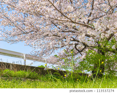 Cherry blossoms in full bloom near the guardrail: Somei-Yoshino cherry blossoms in spring 113537274