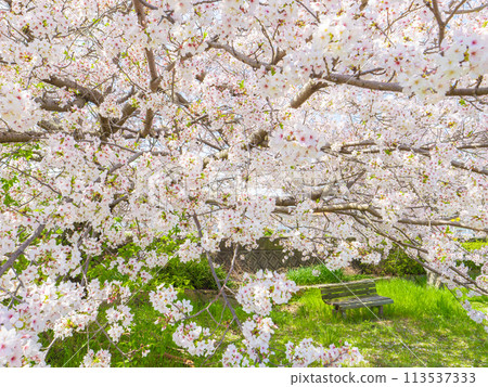 Cherry blossoms in full bloom in the park, Spring Yoshino cherry blossoms, bench 113537333