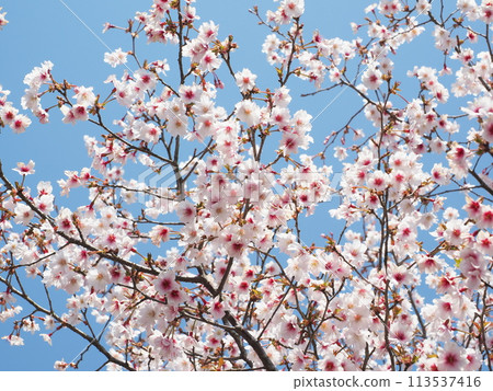 盛開的櫻花在藍天中閃耀 113537416