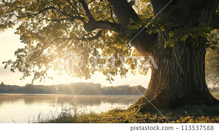 landscape, lake, tree 113537588