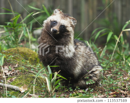 Posing raccoon 113537589