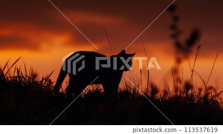 wildlife, cat, silhouette 113537619