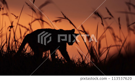 wildlife, cat, silhouette 113537620