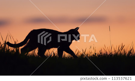 wildlife, cat, silhouette 113537621