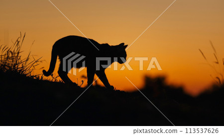 wildlife, cat, silhouette 113537626