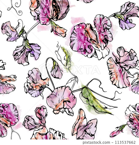 Hand drawn watercolor ink illustration botanical flowers leaves. Sweet everlasting pea, vetch bindweed legume tendrils. Seamless pattern isolated white background. Design wedding, cards, floral shop 113537662