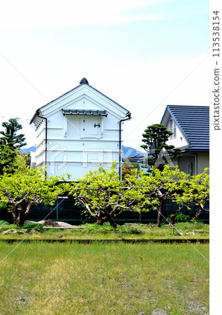 A view of a white-walled storehouse and young persimmon leaves 113538154