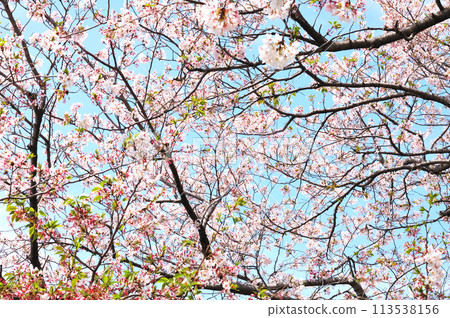 Cherry Blossom	 113538156