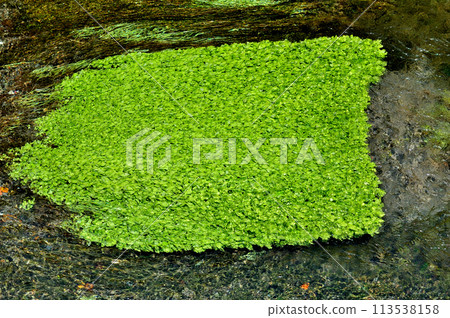 Clear current aquatic plants 113538158