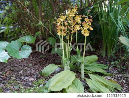 黃色艾賓蘭花 7 莖開花 黃色艾賓蘭花 7 莖開花 113538615